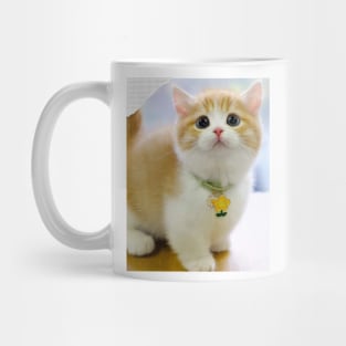 chubby chubby cats Mug